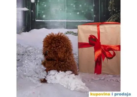 Teacup mužjak crvene pudlice - 4/4