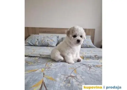 Kovrdžavi bišon štenci - 1/10