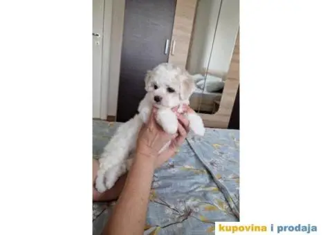 Kovrdžavi bišon štenci - 2/10
