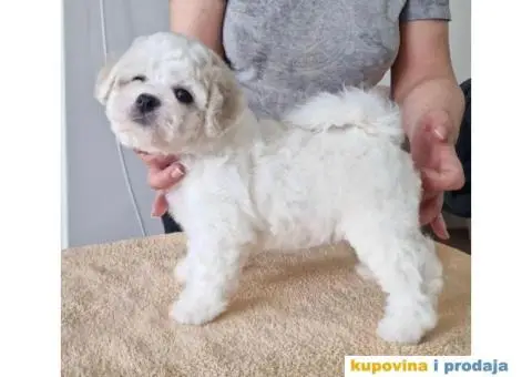 Kovrdžavi bišon štenci - 3/10