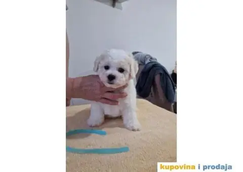 Kovrdžavi bišon štenci - 4/10
