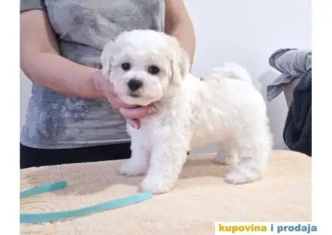Kovrdžavi bišon štenci - 5/10