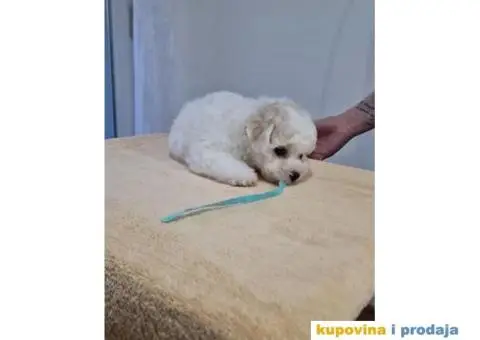 Kovrdžavi bišon štenci - 6/10