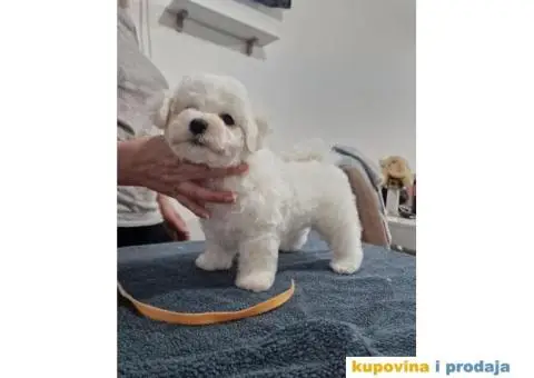 Kovrdžavi bišon štenci - 7/10