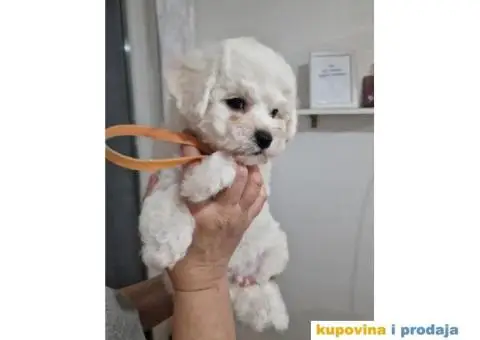 Kovrdžavi bišon štenci - 8/10