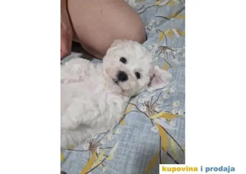 Kovrdžavi bišon štenci - 9/10