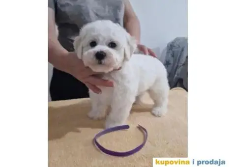 Kovrdžavi bišon štenci - 10/10