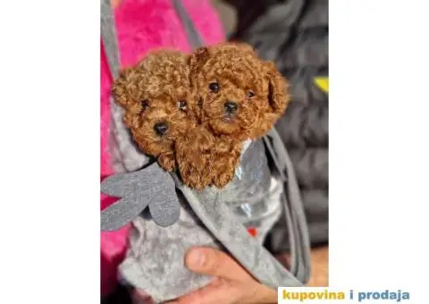 Malene bebice TOY PUDLE, crvene - 1/5