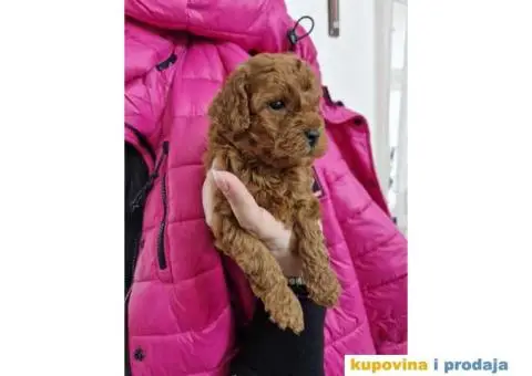 Malene bebice TOY PUDLE, crvene - 2/5