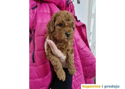 Malene bebice TOY PUDLE, crvene - 3/5