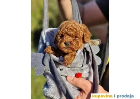 Malene bebice TOY PUDLE, crvene - 4/5