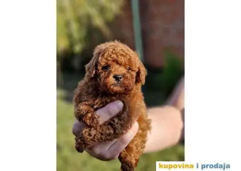 Malene bebice TOY PUDLE, crvene - 5/5