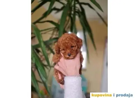 Toy pudla crvena - 1/4