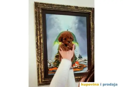 Toy pudla crvena - 3/4