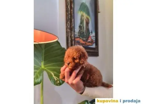 Toy pudla crvena - 4/4