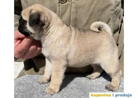 Mops PRELEPI štenci - 1/3