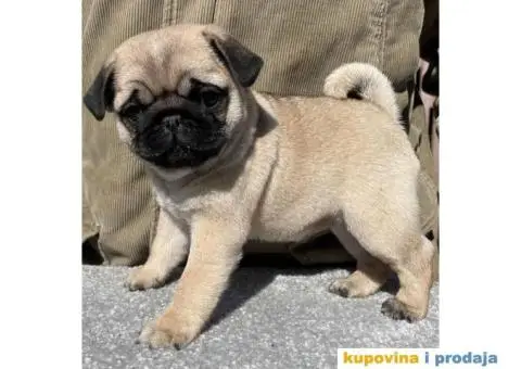 Mops PRELEPI štenci - 2/3