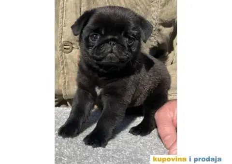 Mops PRELEPI štenci - 3/3