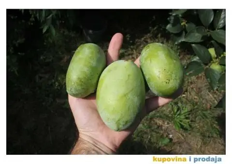 Indijanska banana asimina triloba poboljsane sorte - 1/10