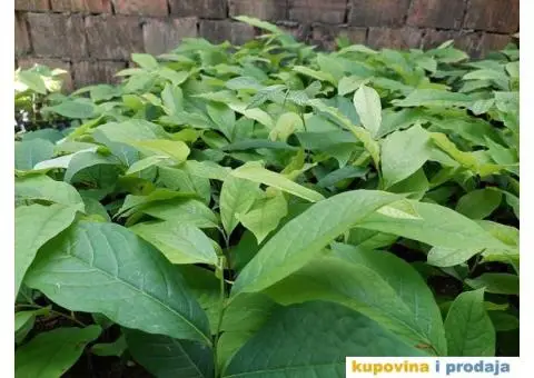 Indijanska banana asimina triloba poboljsane sorte - 2/10