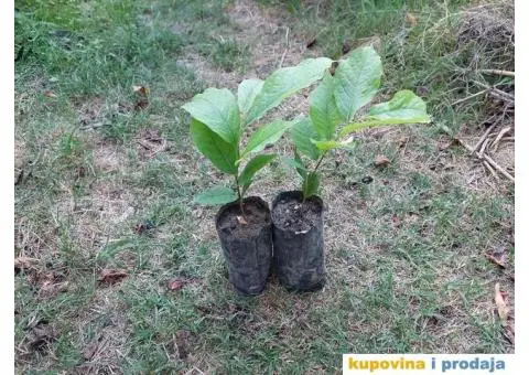 Indijanska banana asimina triloba poboljsane sorte - 3/10