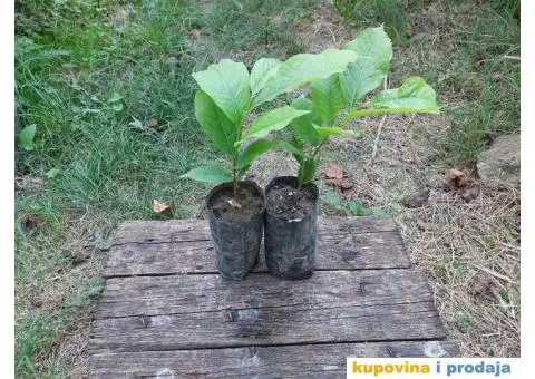 Indijanska banana asimina triloba poboljsane sorte - 4/10