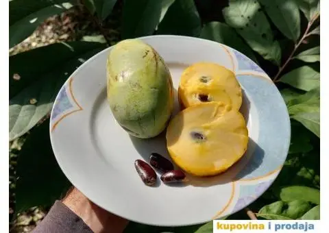 Indijanska banana asimina triloba poboljsane sorte - 5/10