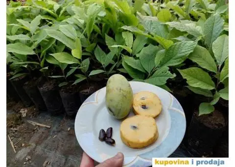 Indijanska banana asimina triloba poboljsane sorte - 6/10