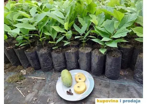 Indijanska banana asimina triloba poboljsane sorte - 7/10