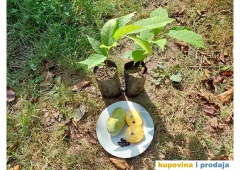 Indijanska banana asimina triloba poboljsane sorte - 8/10