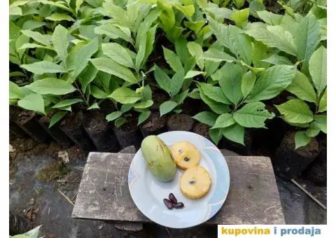 Indijanska banana asimina triloba poboljsane sorte - 9/10