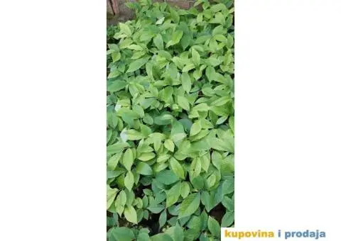 Indijanska banana asimina triloba poboljsane sorte - 10/10