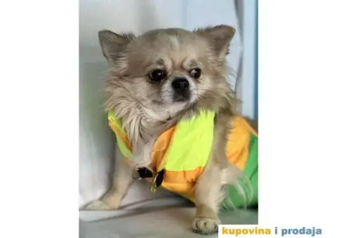oprema i odeca za pse - 1/15