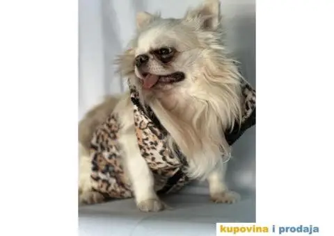 oprema i odeca za pse - 4/15