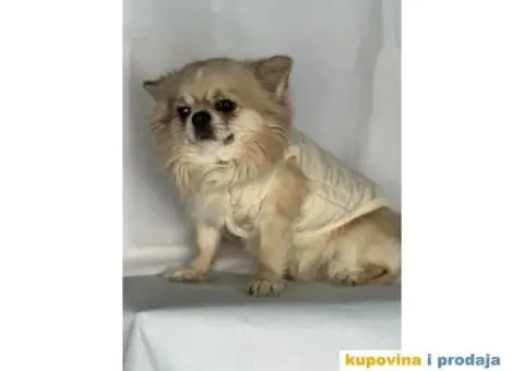 oprema i odeca za pse - 11/15