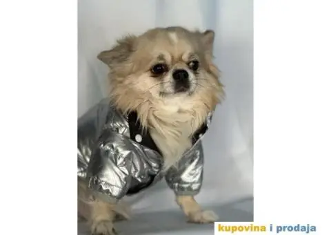 oprema i odeca za pse - 15/15