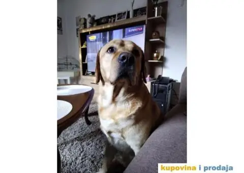 Trazimo devojku za parenje... LABRADOR #BADI# ???? Ima tri godinice i nemao papire. - 1/4