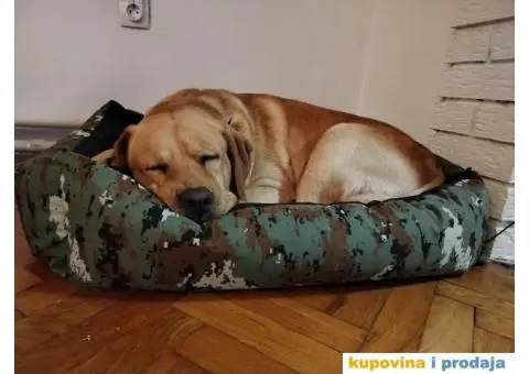 Trazimo devojku za parenje... LABRADOR #BADI# ???? Ima tri godinice i nemao papire. - 2/4