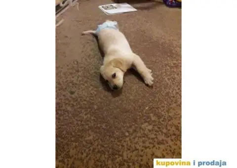 Trazimo devojku za parenje... LABRADOR #BADI# ???? Ima tri godinice i nemao papire. - 3/4