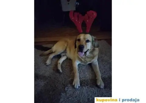 Trazimo devojku za parenje... LABRADOR #BADI# ???? Ima tri godinice i nemao papire. - 4/4