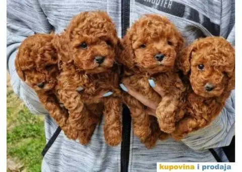 Dostupne bebe toy i mini pudle, - 1/5