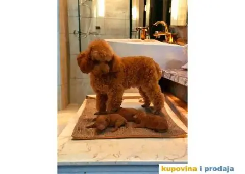 Dostupne bebe toy i mini pudle, - 2/5