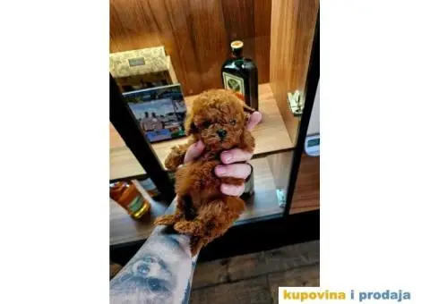 Dostupne bebe toy i mini pudle, - 3/5