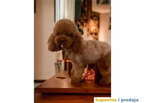 Dostupne bebe toy i mini pudle, - 4/5