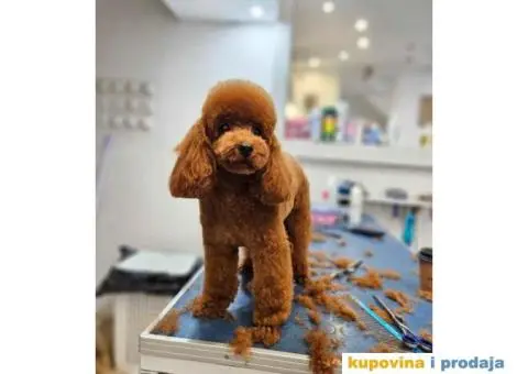 Dostupne bebe toy i mini pudle, - 5/5