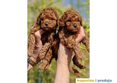 Prelepe bebice pudli, toy, aprikot i crvenih - 1/8