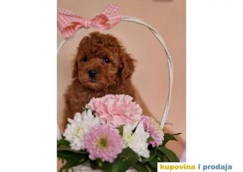 Prelepe bebice pudli, toy, aprikot i crvenih - 2/8