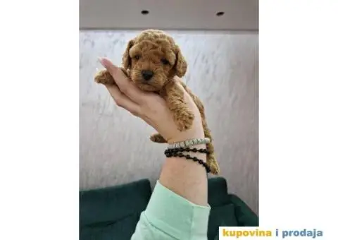 Prelepe bebice pudli, toy, aprikot i crvenih - 3/8