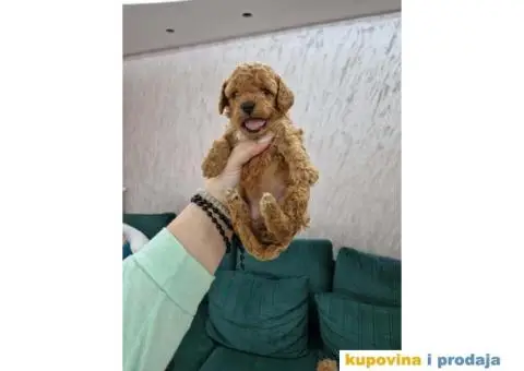 Prelepe bebice pudli, toy, aprikot i crvenih - 4/8