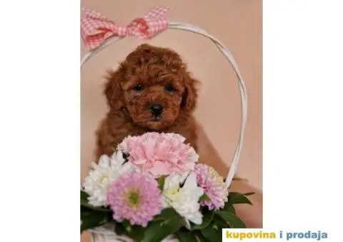 Prelepe bebice pudli, toy, aprikot i crvenih - 5/8